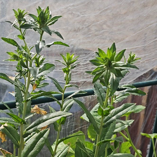 Photo of the plant species Safflower by @WinsomeBagpod46 named ChloroPhil on Greg, the plant care app