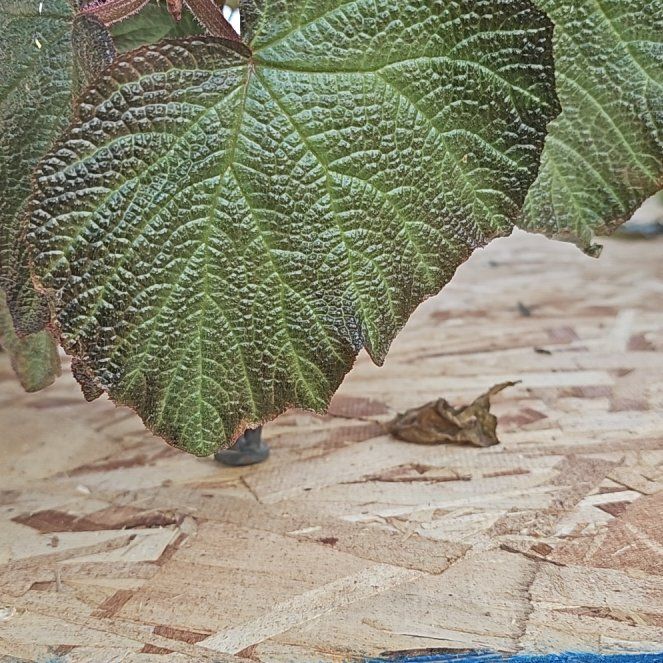Photo of the plant species Begonia chloroneura by @WinsomeBagpod46 named Gaga on Greg, the plant care app