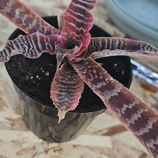 Photo of the plant species Elaine Earth Star by @WinsomeBagpod46 named Morgan Treeman on Greg, the plant care app