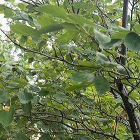 Photo of the plant species Serviceberry by @WinShortblack11 named Surya on Greg, the plant care app