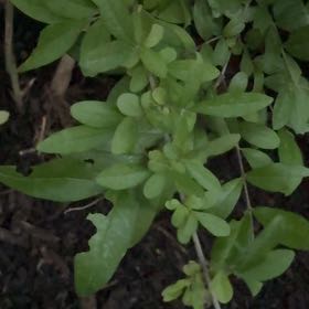 Photo of the plant species Wild Privet by @WinShortblack11 named Beyonce on Greg, the plant care app