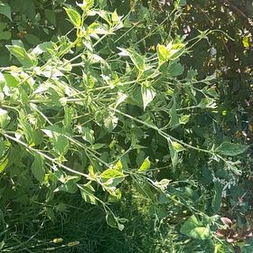 Photo of the plant species Chinese Wolfberry by @WinShortblack11 named Huckleberry Fern on Greg, the plant care app