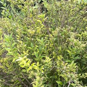 Photo of the plant species Willowleaf Meadowsweet by @WinShortblack11 named Keanu Leaves on Greg, the plant care app
