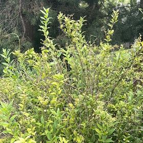 Photo of the plant species Willowleaf Meadowsweet by @WinShortblack11 named Eva on Greg, the plant care app