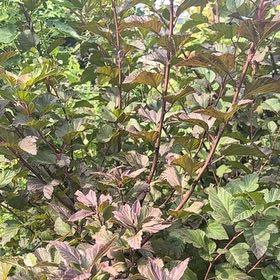 Photo of the plant species Eastern Ninebark by @WinShortblack11 named Sonora on Greg, the plant care app