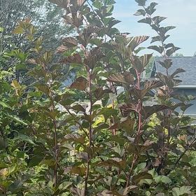 Photo of the plant species Eastern Ninebark by @WinShortblack11 named Luna on Greg, the plant care app