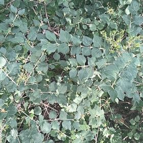 Photo of the plant species Caper Bush by @WinShortblack11 named Michelle Branch on Greg, the plant care app