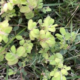 Photo of the plant species Blue Weed by @WinShortblack11 named Einstein on Greg, the plant care app