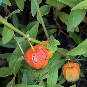 Photo of the plant species Chinese Lantern by @WinShortblack11 named Bruce Lee on Greg, the plant care app