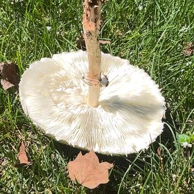 Photo of the plant species Atlas Cedar by @FitPansy16 named Kesha on Greg, the plant care app