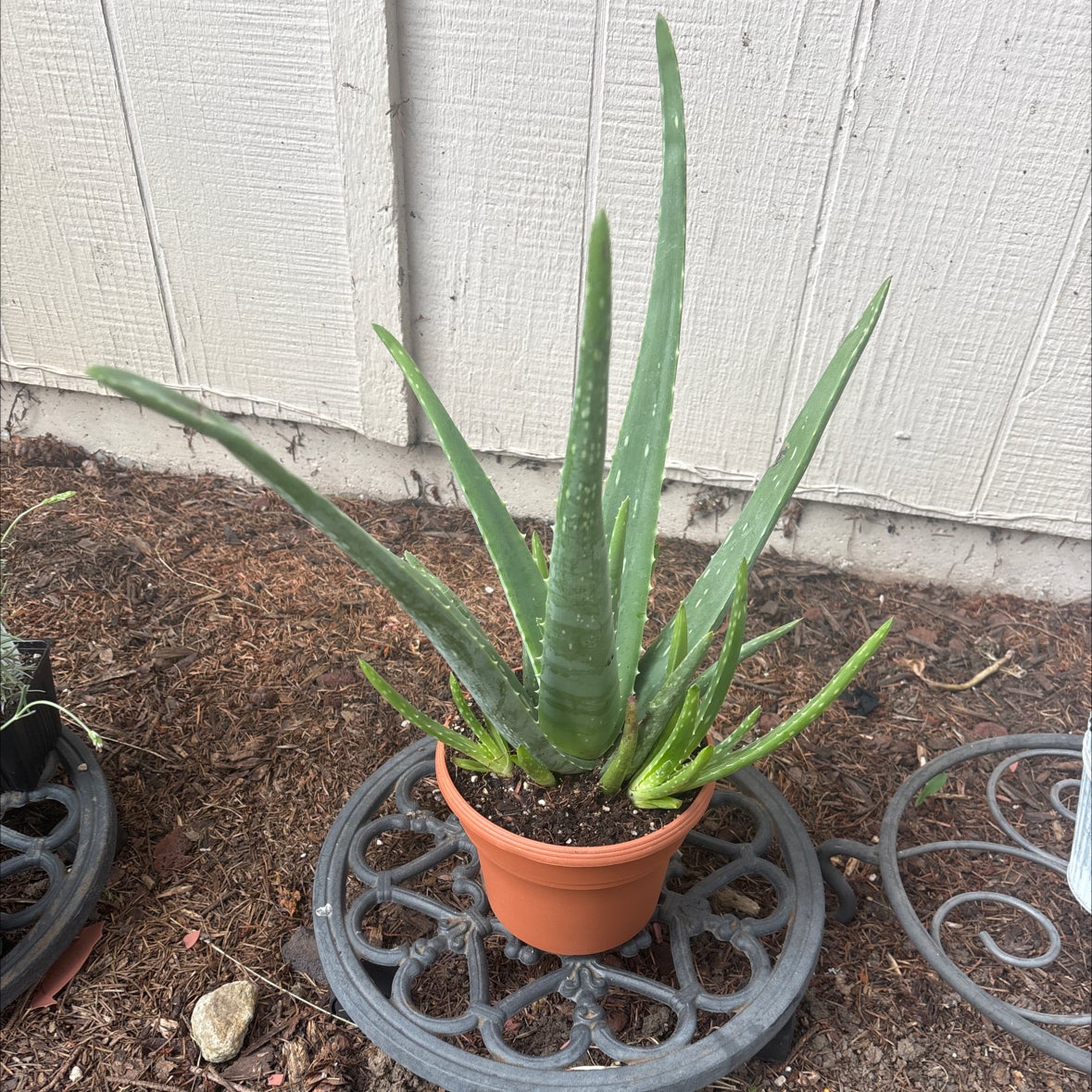 Photo of the plant species Aloe barbadensis by @DrivenDodder48 named Aloeha on Greg, the plant care app