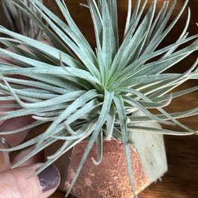 Photo of the plant species Narrow Leaf Century Plant by @BeneficPansy54 named Scarlett on Greg, the plant care app