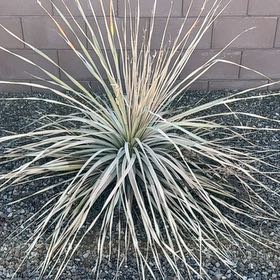 Photo of the plant species Desert Spoon by @VibrantSalad97 named Sahara on Greg, the plant care app