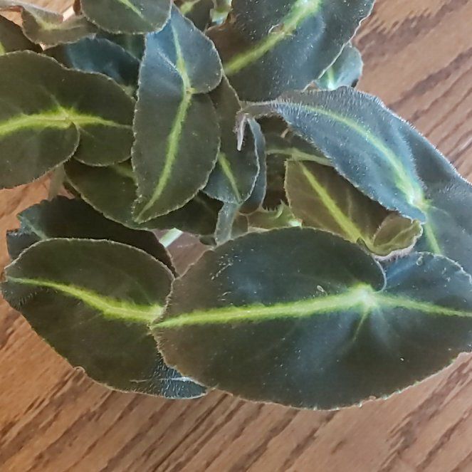 Photo of the plant species Striped Begonia by @StarElkweed18 named Denali on Greg, the plant care app