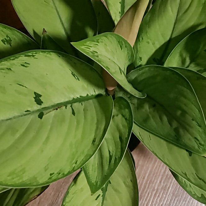 Photo of the plant species Homalomena 'Selby' by @StarElkweed18 named Bruce Lee on Greg, the plant care app