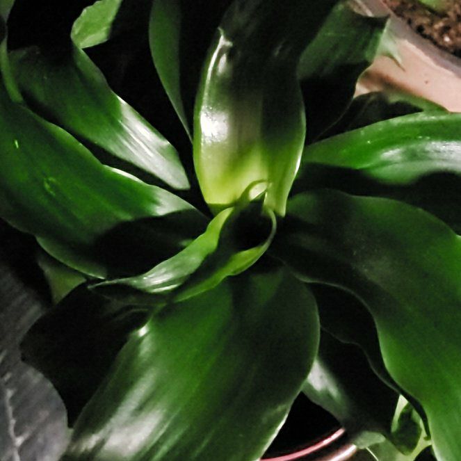 Photo of the plant species Twister by @StarElkweed18 named Leonardo on Greg, the plant care app