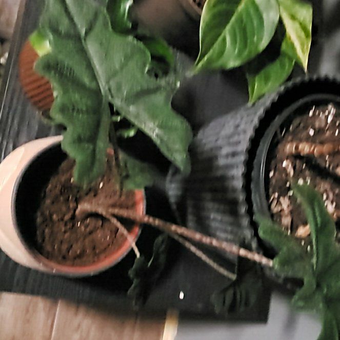 Photo of the plant species alocasia jacklyn by @StarElkweed18 named Jacklyn on Greg, the plant care app