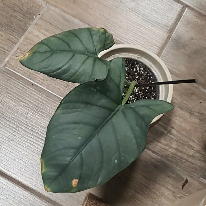 Photo of the plant species Alocasia by @StarElkweed18 named Foxxy on Greg, the plant care app