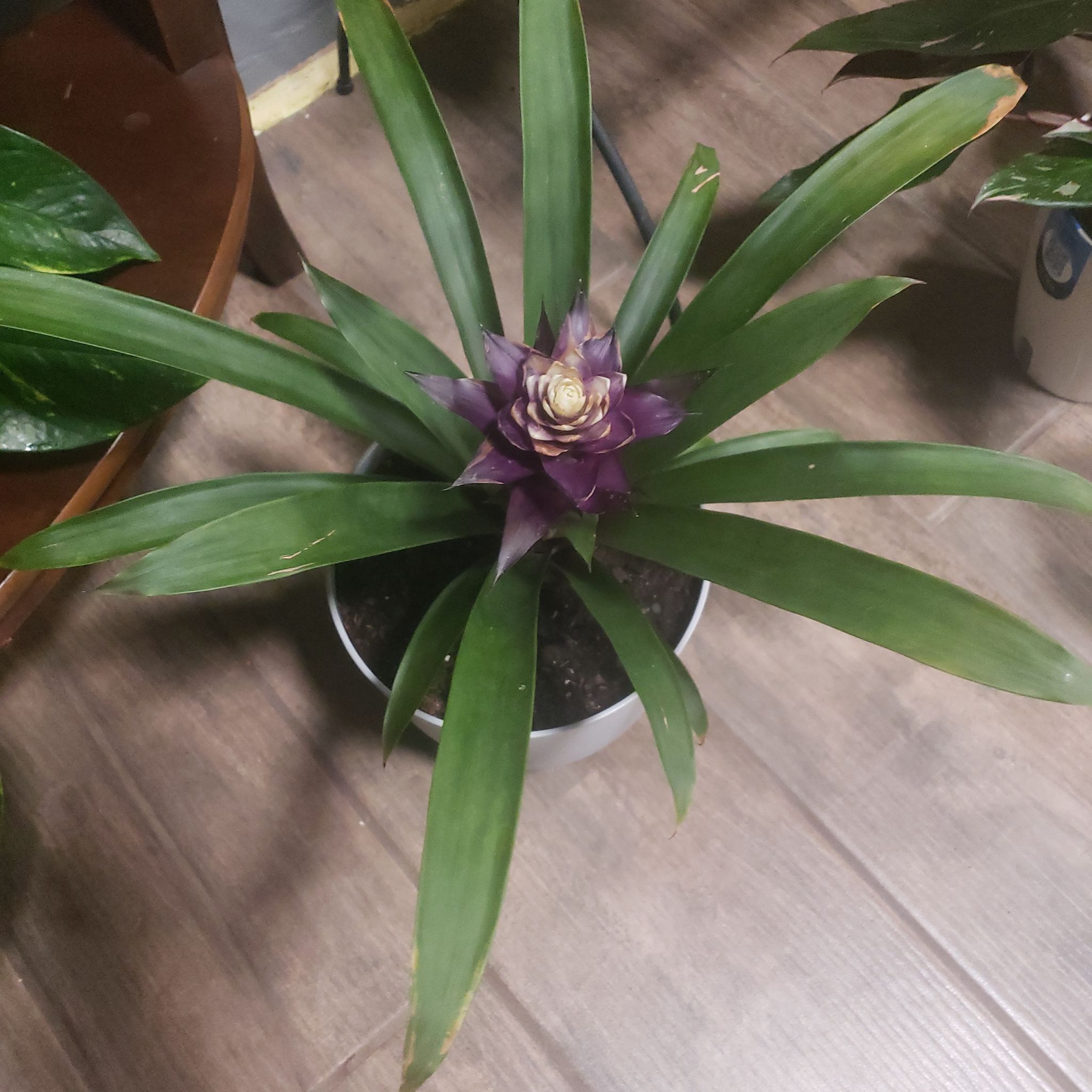 Photo of the plant species bromilad by @StarElkweed18 named Bigleef Smalls on Greg, the plant care app