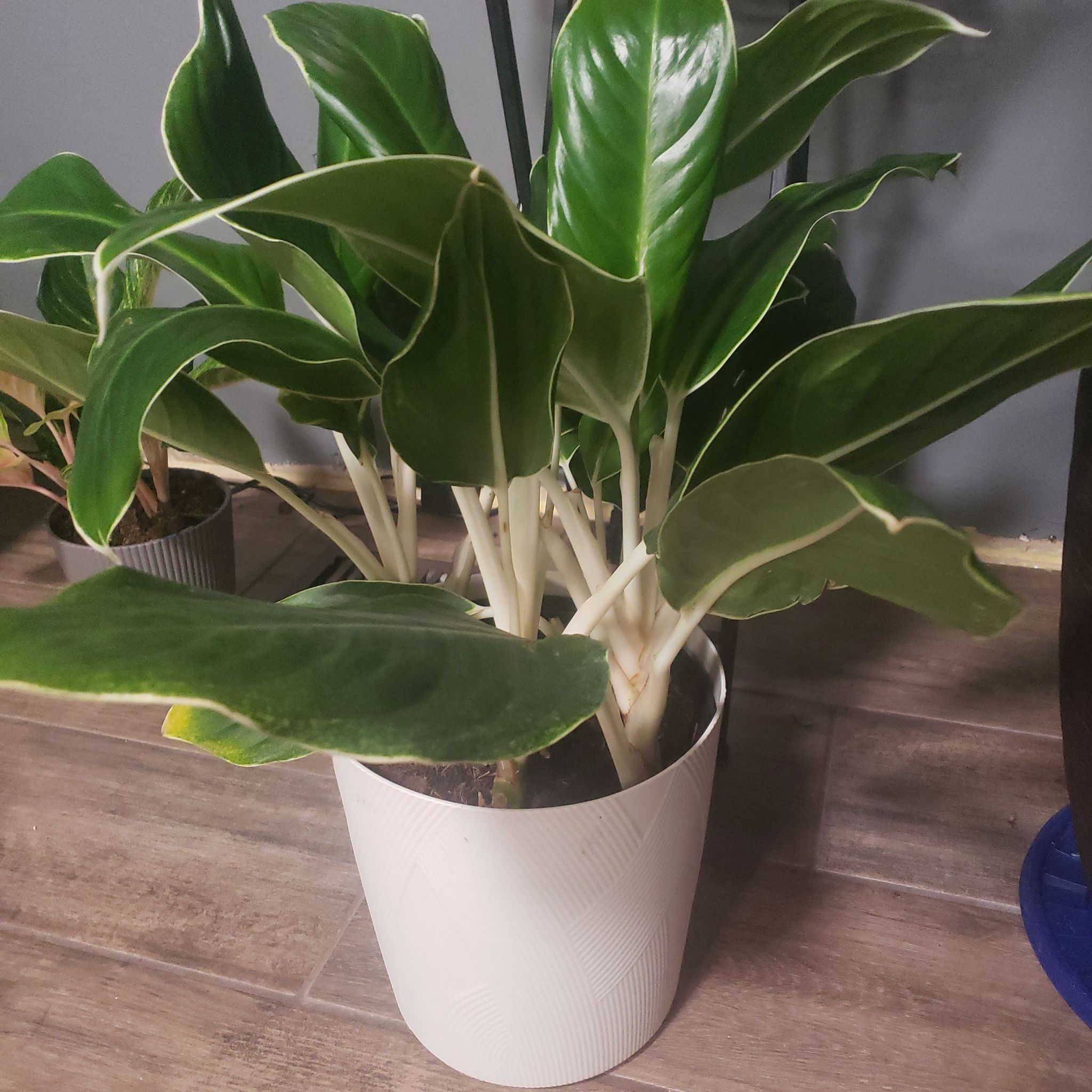 Photo of the plant species White Rain Chinese Evergreen by @StarElkweed18 named Maria on Greg, the plant care app