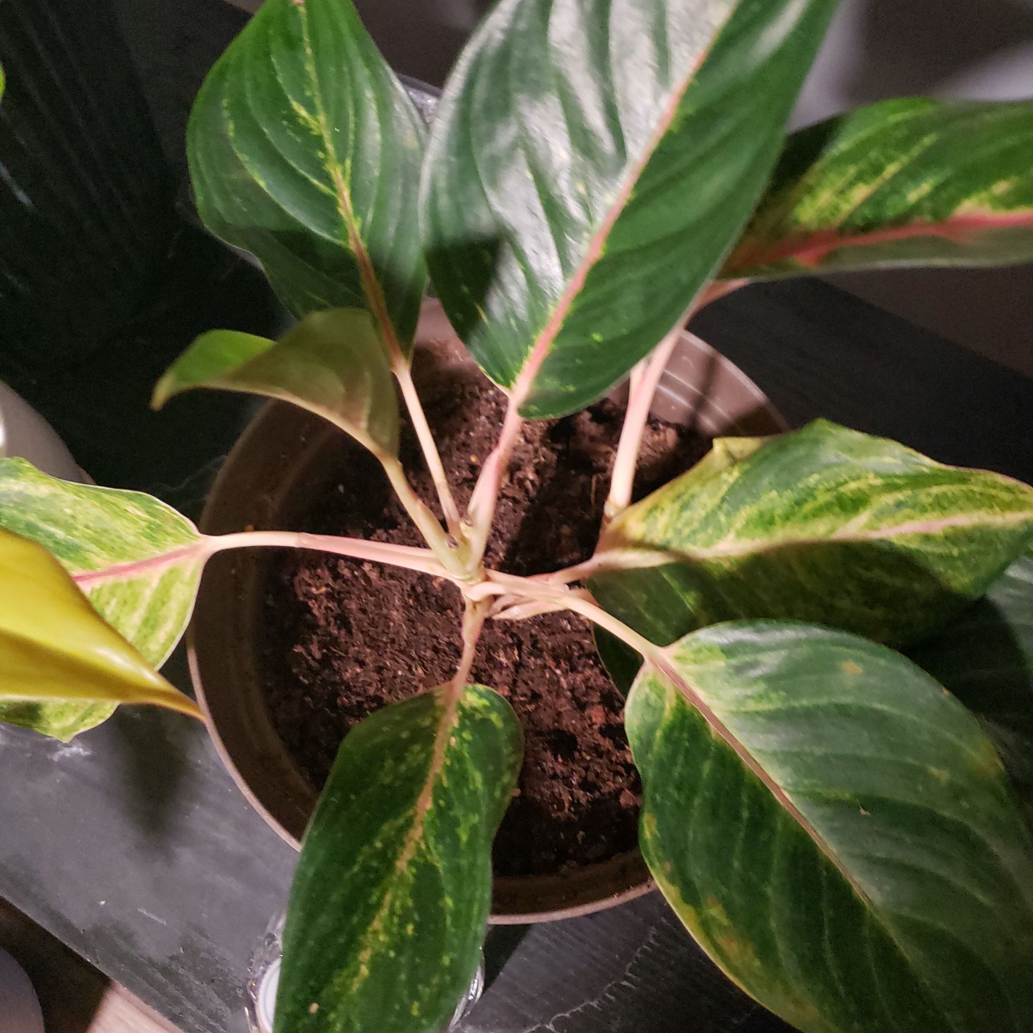 Photo of the plant species Aglaonema ‘Cocomelon' by @StarElkweed18 named Coco on Greg, the plant care app