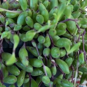 Photo of the plant species ruby necklace by @WinsomeMaypop named Fernie Saunders on Greg, the plant care app