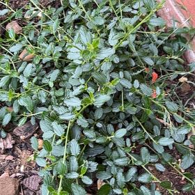 Photo of the plant species Blue Mountain Lilac by @SportiveFicus79 named Sanders on Greg, the plant care app