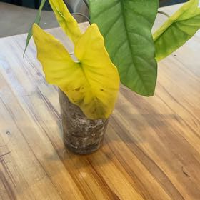 Photo of the plant species Alocasia by @PunchyPlain55 named Bruce Lee on Greg, the plant care app