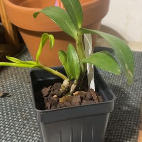 Photo of the plant species Dendrobium 'Dawn Maree' by @JazzyRedcap90 named Elina on Greg, the plant care app