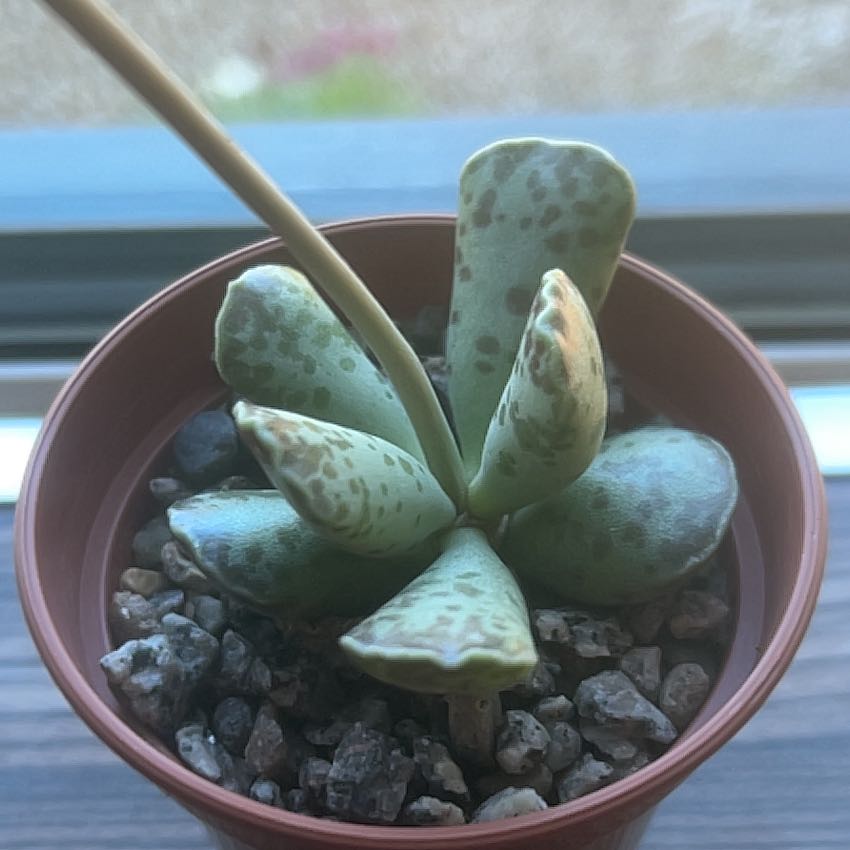 Photo of the plant species Plover Eggs 'Grey' by @GrownChisme78 named ._. on Greg, the plant care app