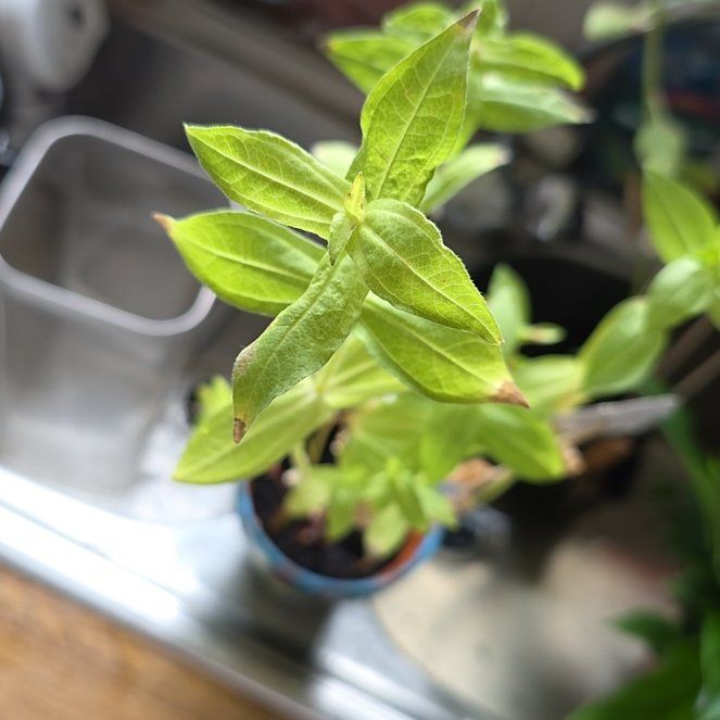 Photo of the plant species Tree Dalia by @ImmenseGardenia named Hemingway on Greg, the plant care app
