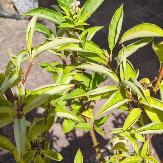 Plant care for Fraxinus anomala var. triphylla on Greg, the plant care app