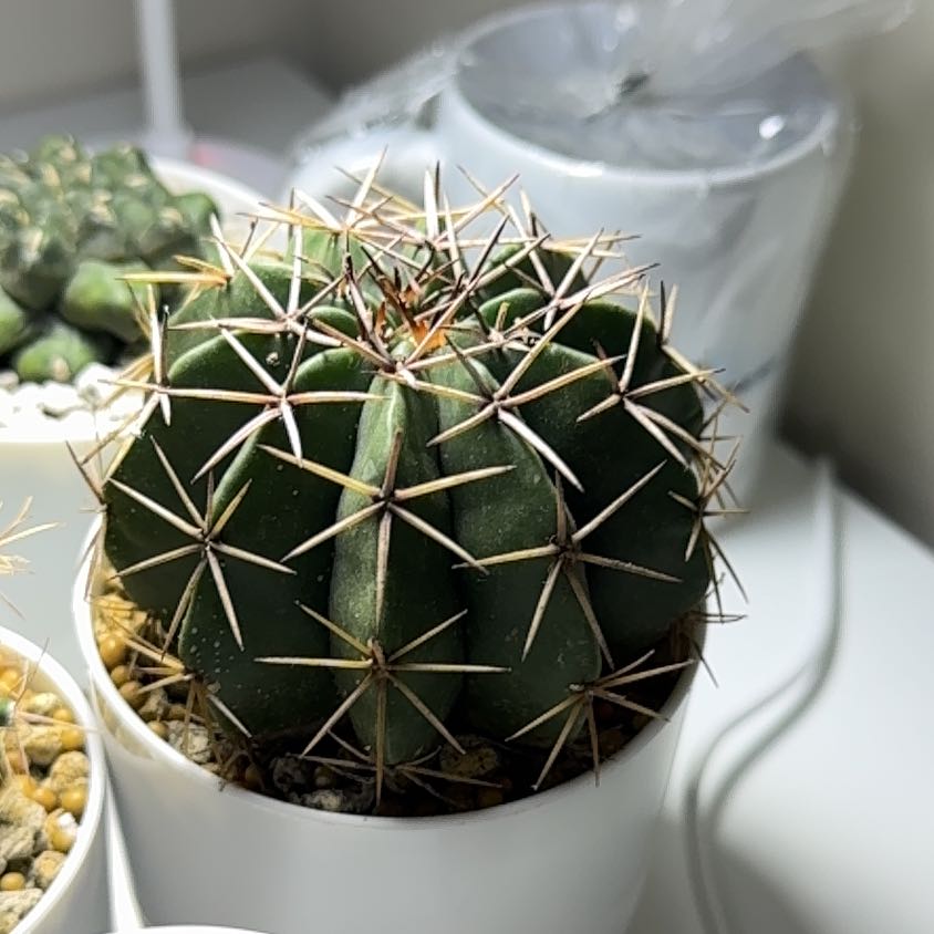 Photo of the plant species Melocactus pruinosus by @Neverwinter named Bigleef Smalls on Greg, the plant care app