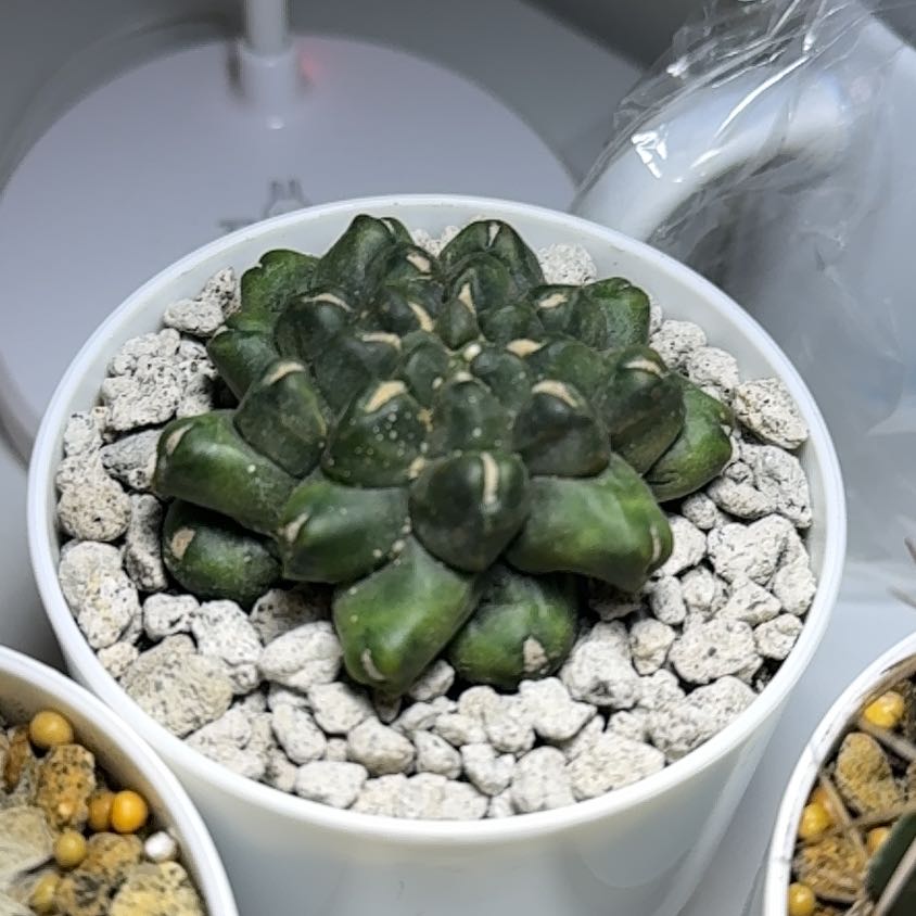 Photo of the plant species Gymnocalycium 'Kikko' by @Neverwinter named Star on Greg, the plant care app