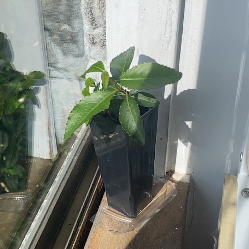 Photo of the plant species Khat by Brandon named Catha on Greg, the plant care app
