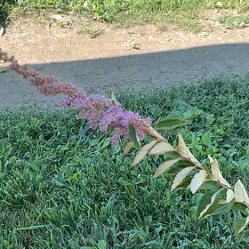 Photo of the plant species Steeplebush by @EthicalDropwort named Ronaldo on Greg, the plant care app