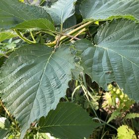 Photo of the plant species American Basswood by @EthicalDropwort named Tupot amaroot on Greg, the plant care app
