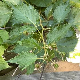 Photo of the plant species Eastern Ninebark by @EthicalDropwort named Sol on Greg, the plant care app