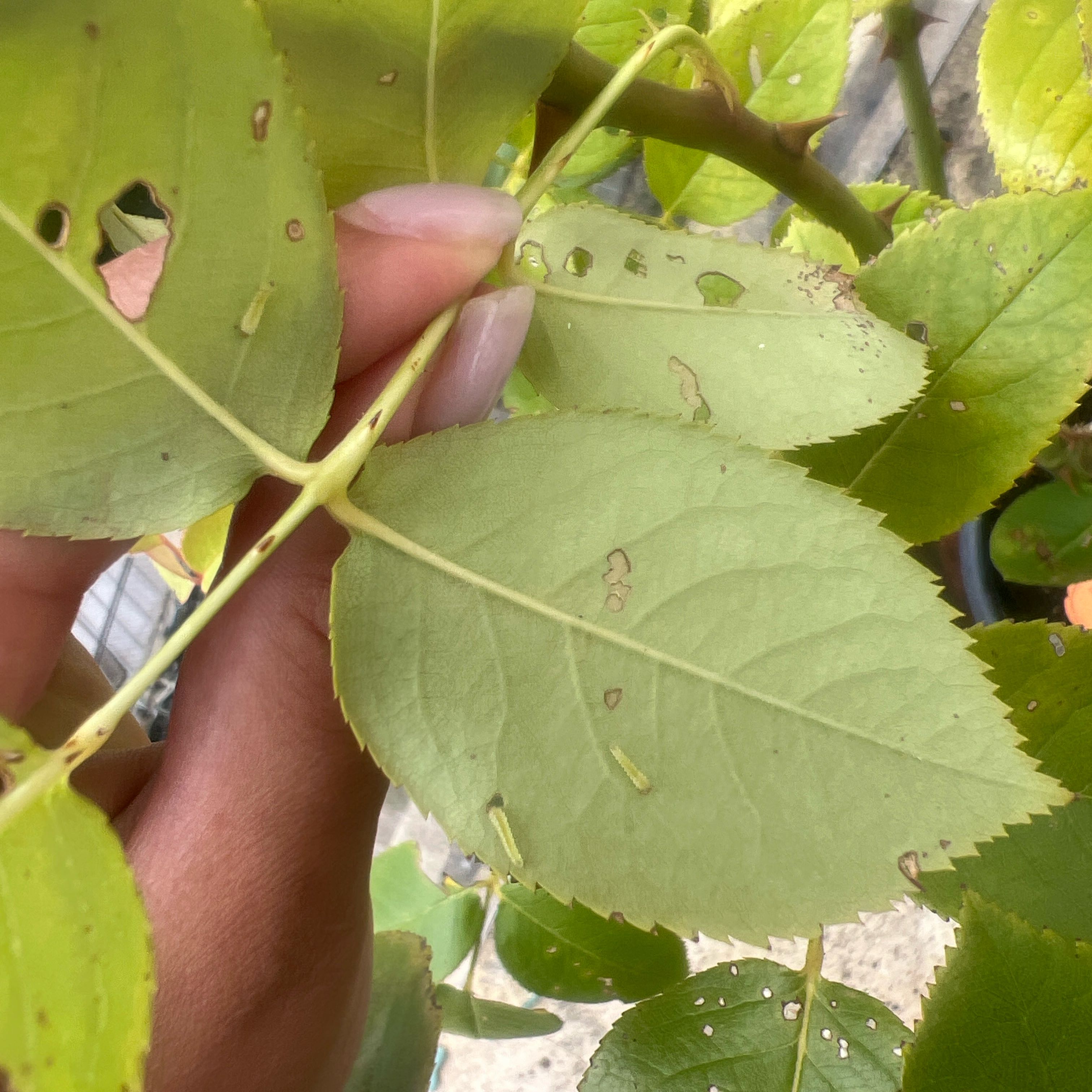 Photo of the plant species Sweet Arrowwood by @NationalGray15 named Peter Parker on Greg, the plant care app