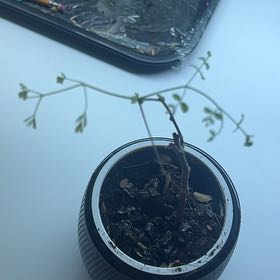 Photo of the plant species Tipa by @LitheBushhoya38 named Sanders on Greg, the plant care app