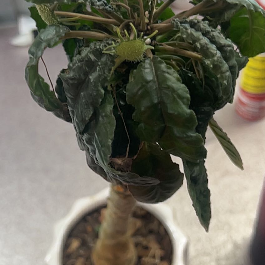 Photo of the plant species Dorstenia foetida ssp. lancifolia by @LitheBushhoya38 named Darwin on Greg, the plant care app