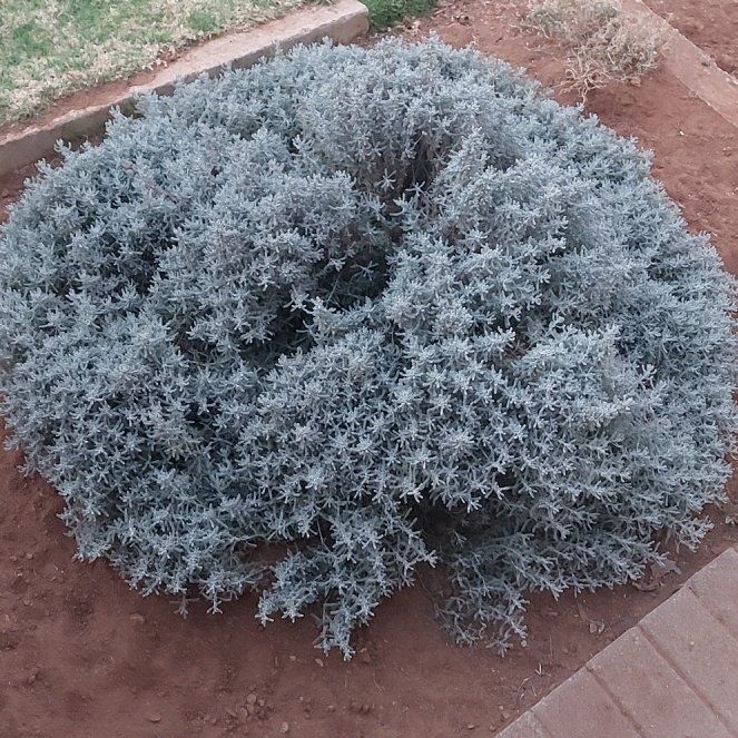 Photo of the plant species Leucophyta by @PrimoDill47 named LiloStitch on Greg, the plant care app