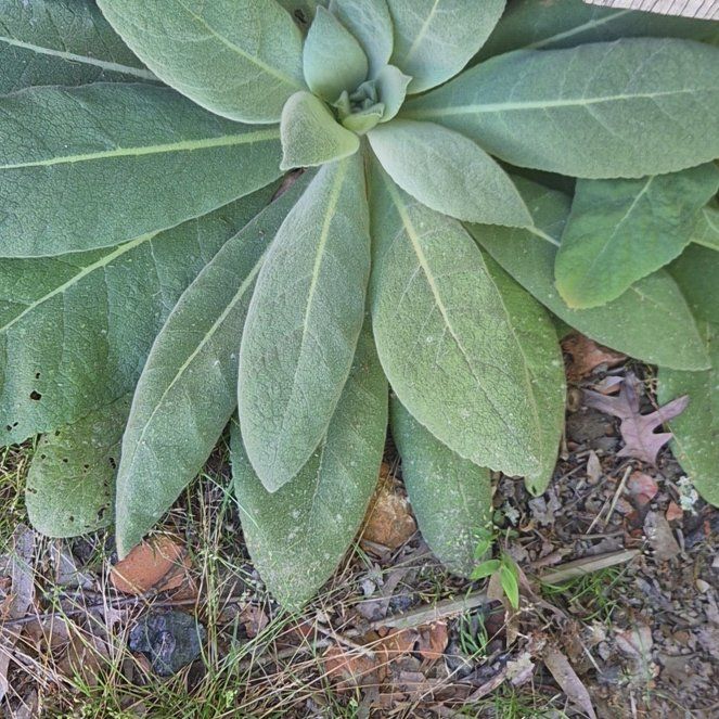 Photo of the plant species Mullein by @KinglyRedmambo named Keanu Leaves on Greg, the plant care app