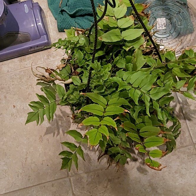 Photo of the plant species Fortune's Holly-Fern by @StarUrnplant25 named Kesha on Greg, the plant care app
