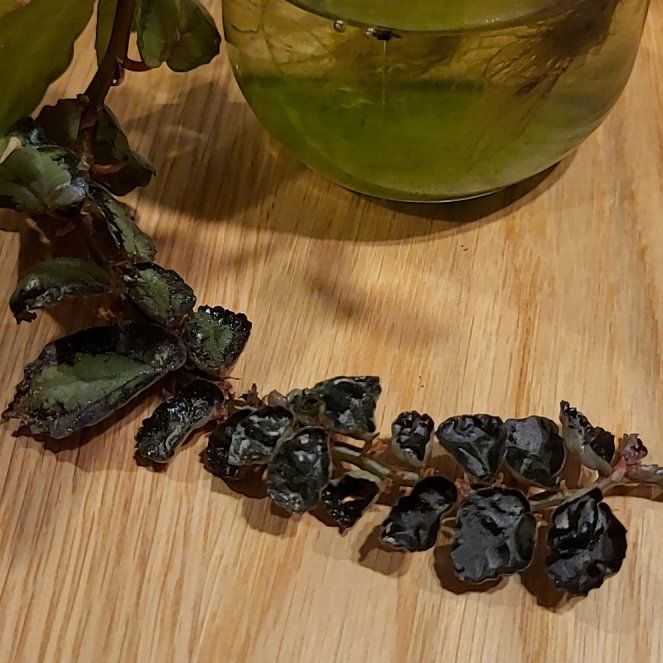 Photo of the plant species Pellonia Repens by @StarUrnplant25 named Baesil on Greg, the plant care app