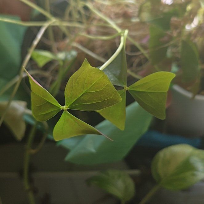 Photo of the plant species False Shamrock 'Mijke' by @VitalRedlog96 named Oxana on Greg, the plant care app