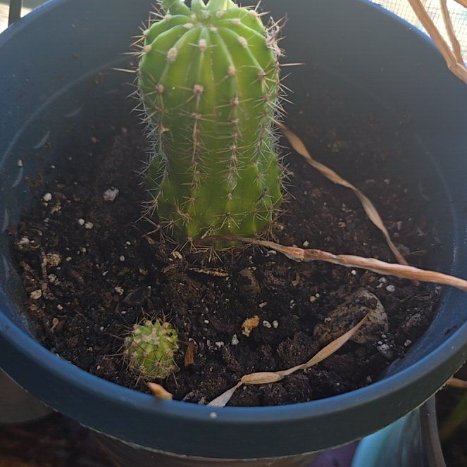 Photo of the plant species Easter Lily Cactus by @VitalRedlog96 named Edith on Greg, the plant care app