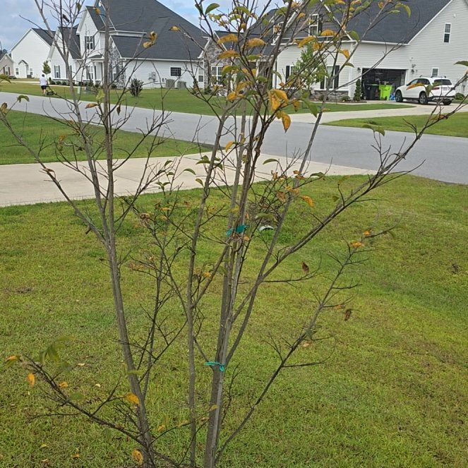 Photo of the plant species Crepe Myrtle 'Oklahoma' by @KingsizedBetel named Madonna on Greg, the plant care app