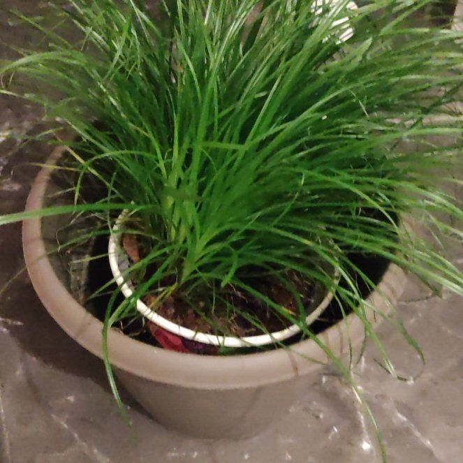 Photo of the plant species Tall Oat Grass by @ValidPilea78 named Bieber on Greg, the plant care app