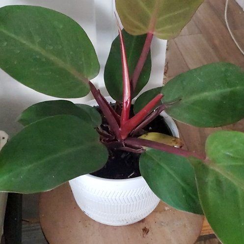 Photo of the plant species Philodendron Prince of Red by @PeakAlmond39 named Sage on Greg, the plant care app